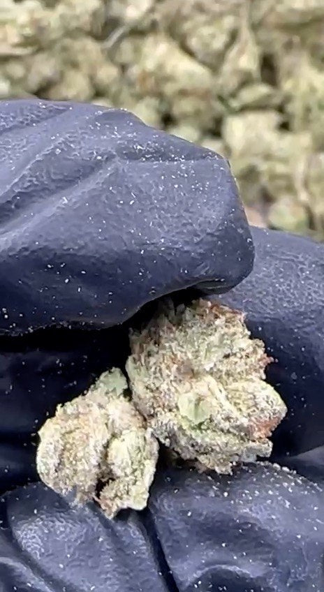 smalls various strains greenhouse